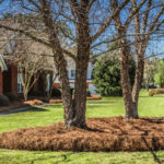 Front,Yard,Lawn,With,Trees,In,Pine,Straw,Bed